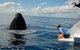 Blue Dolphin Exclusive Whale Watch Encounters - thumb 7
