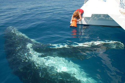 Blue Dolphin Exclusive Whale Watch Encounters - Darwin Holiday 4