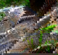 Koalas Kangaroos  Mt Coot-tha Scenic Views Private Tour with Local Guide - Darwin Holiday