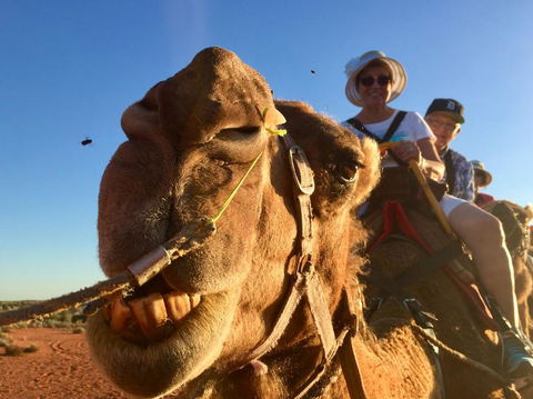 Uluru Small-Group Tour By Camel At Sunrise Or Sunset - Darwin Holiday 7