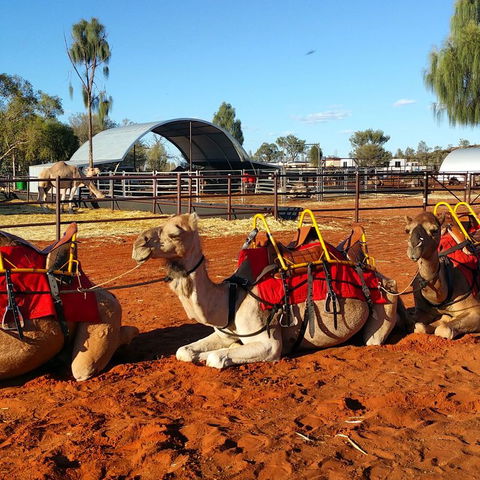 Uluru Small-Group Tour By Camel At Sunrise Or Sunset - Darwin Holiday 15