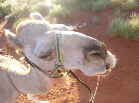 Uluru Small-Group Tour By Camel At Sunrise Or Sunset - Darwin Holiday 10