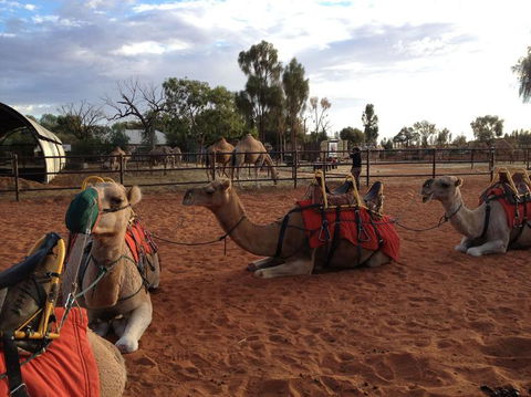 Uluru Small-Group Tour By Camel At Sunrise Or Sunset - Darwin Holiday 24