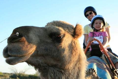 Uluru Small-Group Tour By Camel At Sunrise Or Sunset - Darwin Holiday 3