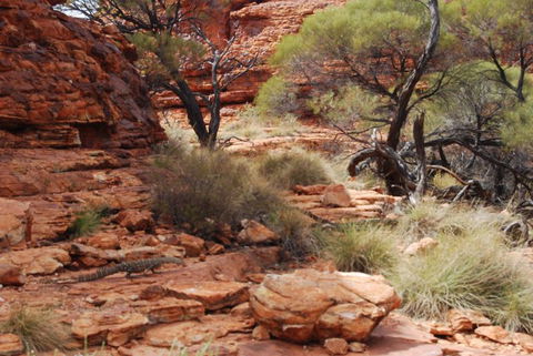 Kings Canyon Day Trip From Ayers Rock - Darwin Holiday 24