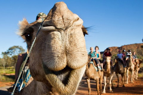 Alice Springs Camel Tour - Darwin Holiday 10