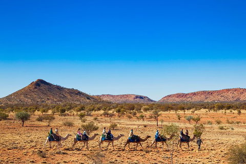 Alice Springs Camel Tour - Darwin Holiday 5