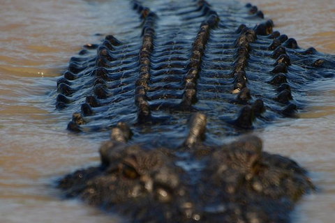 Darwin Jumping Crocodiles Cruise On Adelaide River - Darwin Holiday 1