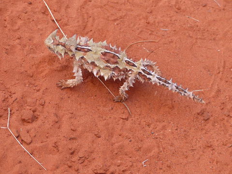 Alice Springs Highlights Half-Day Tour - Darwin Holiday 5