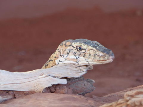 Alice Springs Highlights Half-Day Tour - Darwin Holiday 6