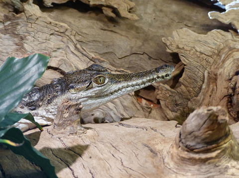 Alice Springs Highlights Half-Day Tour - Darwin Holiday 7