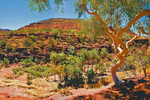Palm Valley 4WD Tour From Alice Springs - Darwin Holiday 6