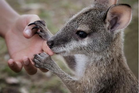 Top Didj Cultural Experience & Art Gallery - Darwin Holiday 1