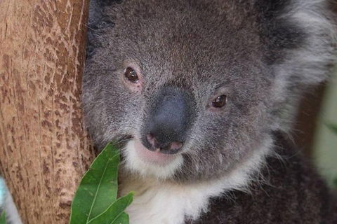 All Inclusive Blue Mountains Small-Group Day Trip From Sydney - Darwin Holiday 1