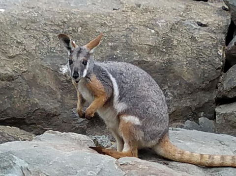 All Inclusive Blue Mountains Small-Group Day Trip From Sydney - Darwin Holiday 4