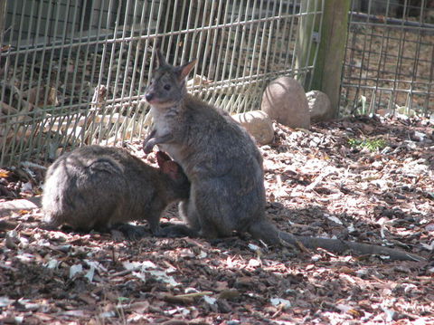 All Inclusive Blue Mountains Small-Group Day Trip From Sydney - Darwin Holiday 19