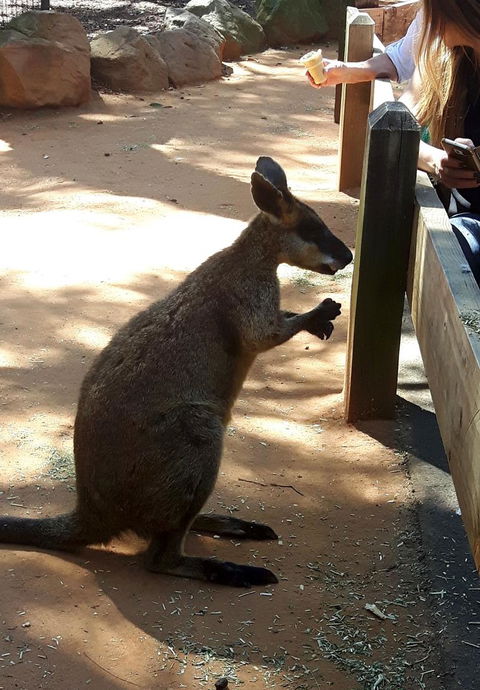 All Inclusive Blue Mountains Small-Group Day Trip From Sydney - Darwin Holiday 25