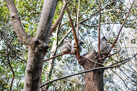 2-Day Combo: Sydney City Tour, Sydney Harbour Lunch Cruise And Blue Mountains Day Trip - Darwin Holiday 22