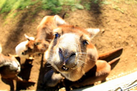 All-Inclusive Blue Mountains Day Trip With River Cruise - Darwin Holiday 1