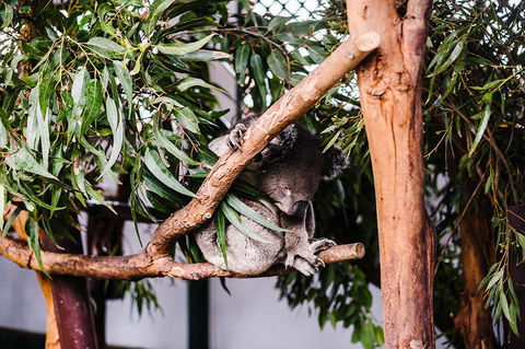 All-Inclusive Blue Mountains Day Trip With River Cruise - Darwin Holiday 14