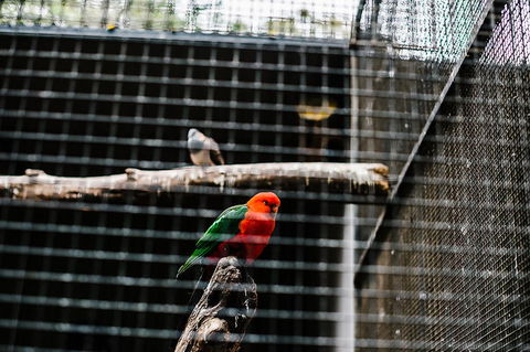 All-Inclusive Blue Mountains Day Trip With River Cruise - Darwin Holiday 17