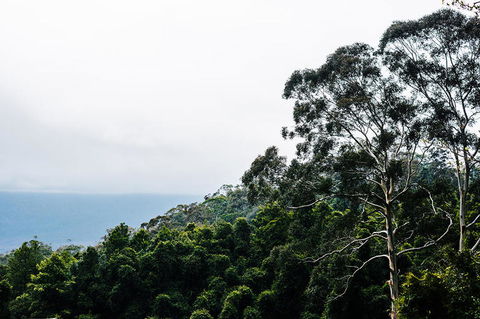 All-Inclusive Blue Mountains Day Trip With River Cruise - Darwin Holiday 18