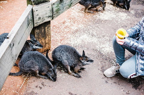 All-Inclusive Blue Mountains Day Trip With River Cruise - Darwin Holiday 15