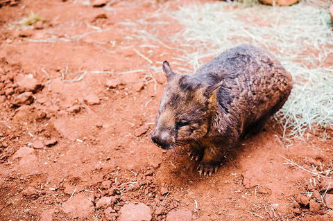 All-Inclusive Blue Mountains Day Trip With River Cruise - Darwin Holiday 16