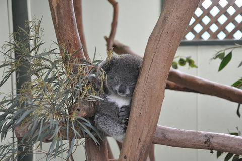 All-Inclusive Blue Mountains Tour In A Luxury Mercedes Sprinter - Darwin Holiday 18