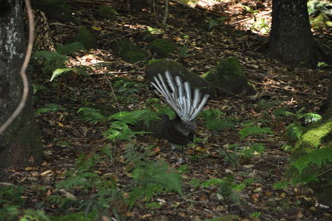 All-Inclusive Blue Mountains Tour In A Luxury Mercedes Sprinter - Darwin Holiday 5