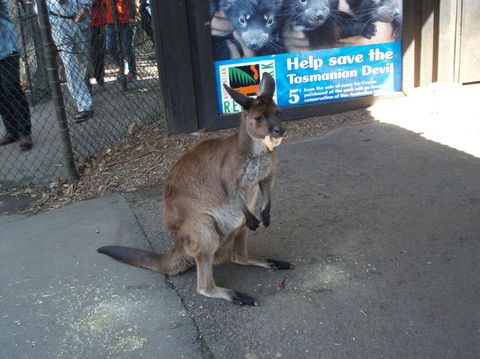 Port Stephens Day Tour With Dolphin Watching, Sandboarding & Australian Wildlife - Darwin Holiday 5
