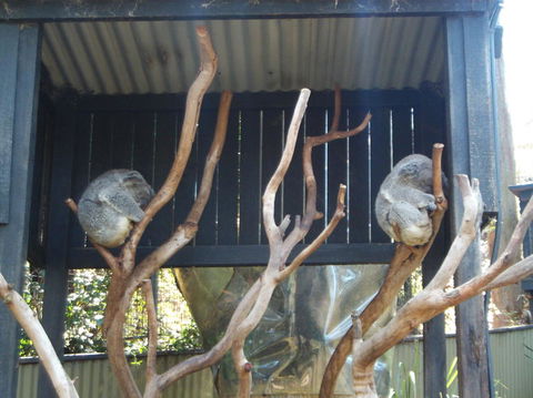 Port Stephens Day Tour With Dolphin Watching, Sandboarding & Australian Wildlife - Darwin Holiday 6