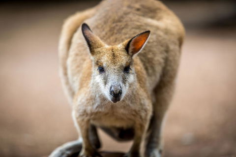 Blue Mountains Nature And Wildlife Day Tour From Sydney - Darwin Holiday 18