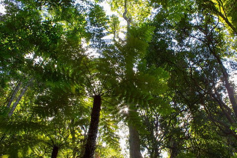 Blue Mountains Nature And Wildlife Day Tour From Sydney - Darwin Holiday 1