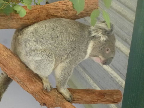 Blue Mountains Day Trip From Sydney Including Scenic World - Darwin Holiday 3