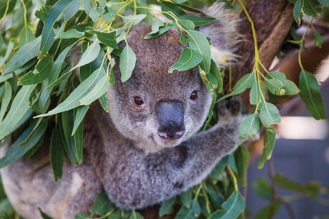 Private Guided Tour: Blue Mountains Tour From Sydney - Darwin Holiday 4