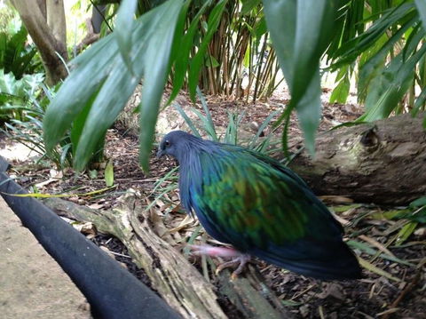 Sydney Taronga Zoo General Entry Ticket - Darwin Holiday 18