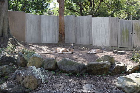 Sydney Taronga Zoo General Entry Ticket - Darwin Holiday 2