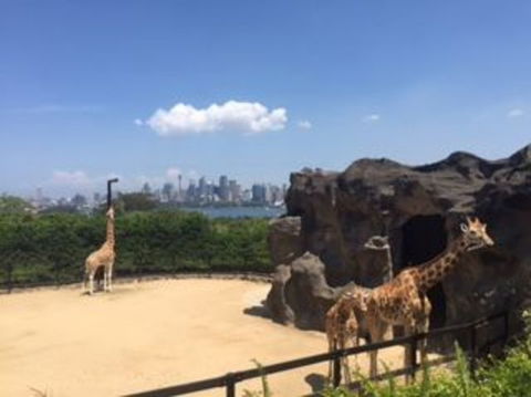 Sydney Taronga Zoo General Entry Ticket - Darwin Holiday 7