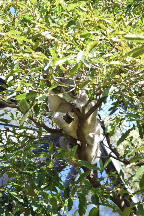 Sydney Taronga Zoo General Entry Ticket - Darwin Holiday 1