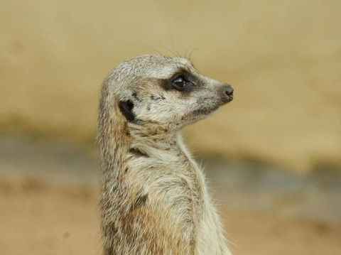 Sydney Taronga Zoo General Entry Ticket - Darwin Holiday 13