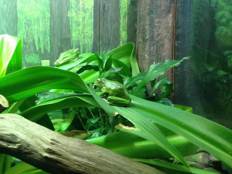 Sydney Taronga Zoo General Entry Ticket - Darwin Holiday 24