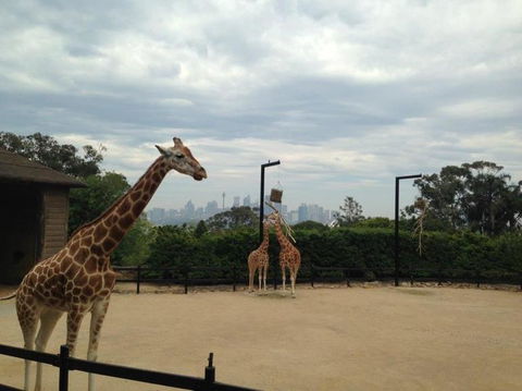 Sydney Taronga Zoo General Entry Ticket - Darwin Holiday 23