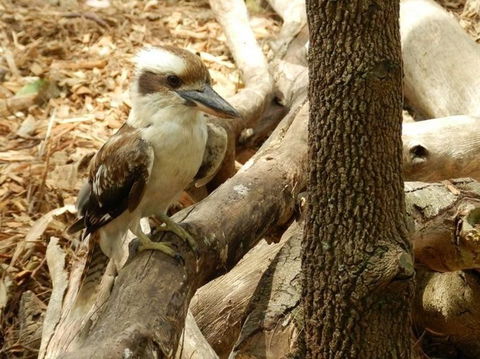 Sydney Taronga Zoo General Entry Ticket - Darwin Holiday 16