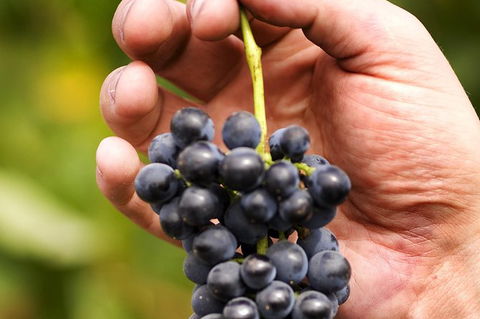 Scenic Hunter Valley Winery Tour With Boutique Wineries & Local Cheese - Darwin Holiday 5