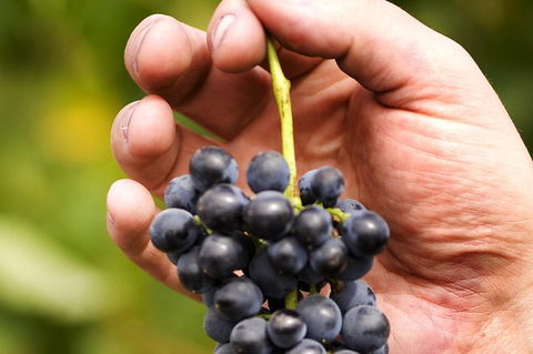 Scenic Hunter Valley Winery Tour With Boutique Wineries & Local Cheese - Darwin Holiday 8