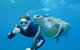 3-Hour Sea Turtle Snorkeling Experience In Byron Bay - thumb 0