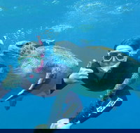 3-Hour Sea Turtle Snorkeling Experience in Byron Bay - Darwin Holiday