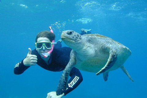 3-Hour Sea Turtle Snorkeling Experience In Byron Bay - Darwin Holiday 0