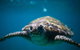 3-Hour Sea Turtle Snorkeling Experience In Byron Bay - thumb 1